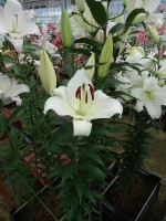 [4140 Massari No01.JPG]